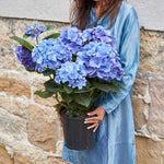 SILK SHIRT DRESS, SKY BLUE - SAAKI